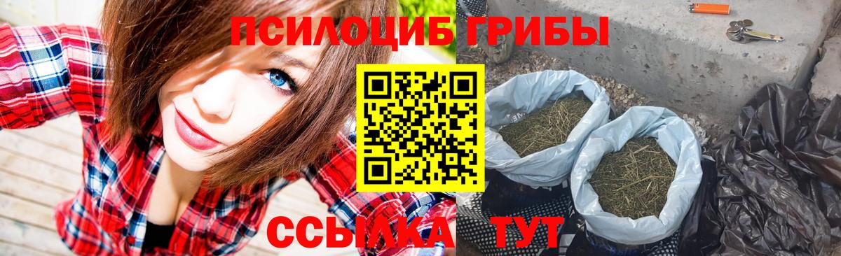 Псилоцибиновые грибы Psilocybe Ирбит